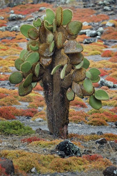 Jones, Adam 아티스트의 Carpet weed along with Opuntia prickly pear cactus-South Plaza Island-Galapagos Islands-Ecuador작품입니다.